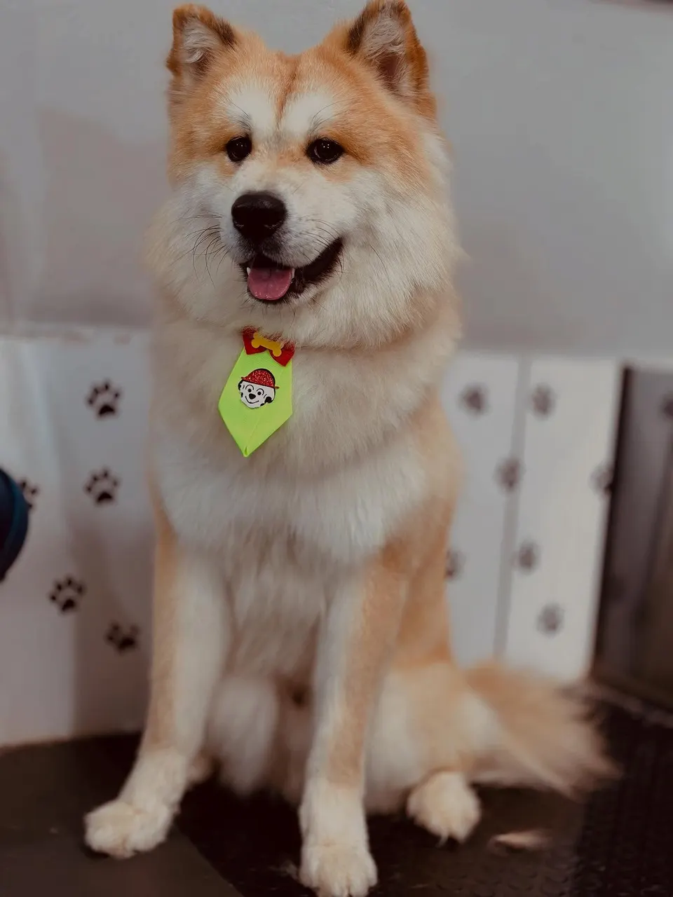 Cão de pelagem caramelo e branca, volumosa, sentado e sorrindo após o banho na DL