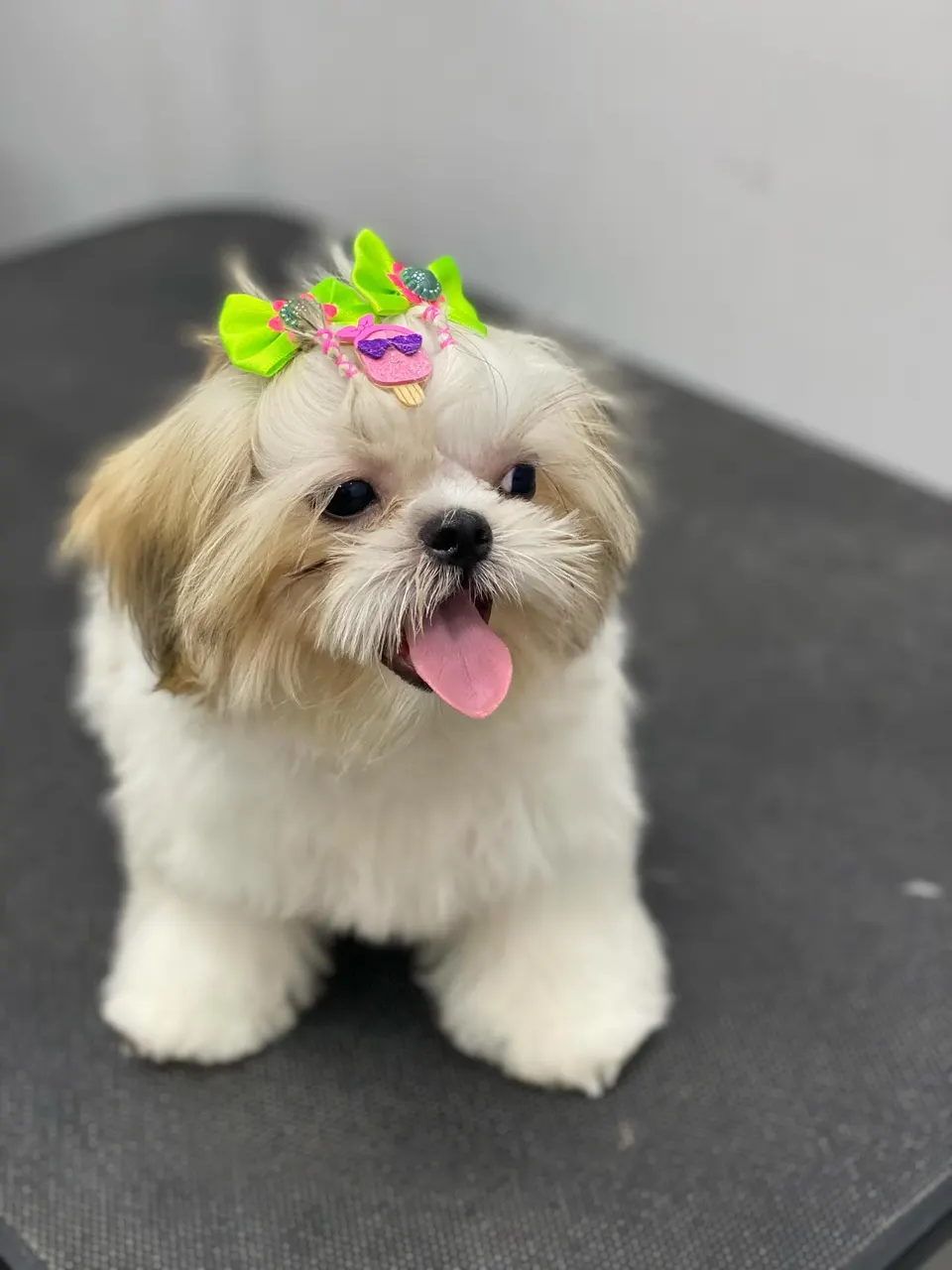 Cãozinho branco e caramelo com laço colorido no topete, de língua de fora