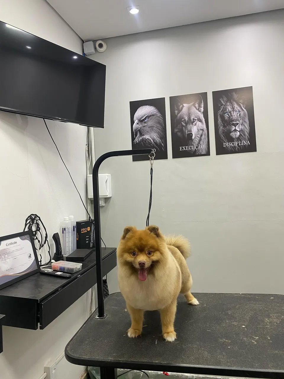 Cãozinho de pelagem caramelo volumosa em pé na mesa da sala de estética