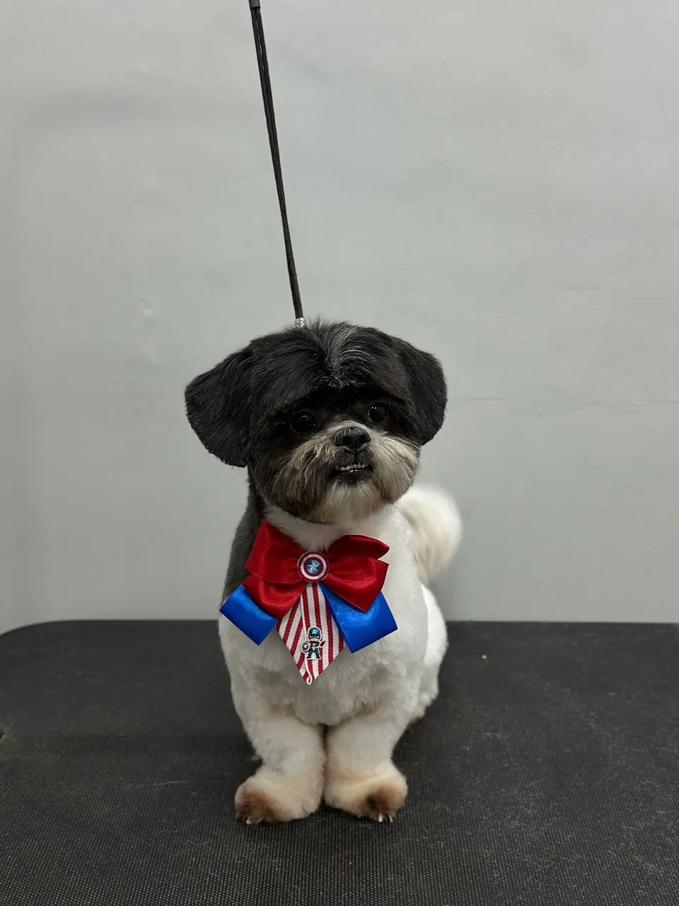 Cãozinho de cabeça escura e corpo branco com gravata-borboleta estampada