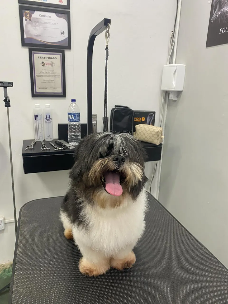 Cão de pelagem longa preta e branca, de língua de fora, sobre a mesa