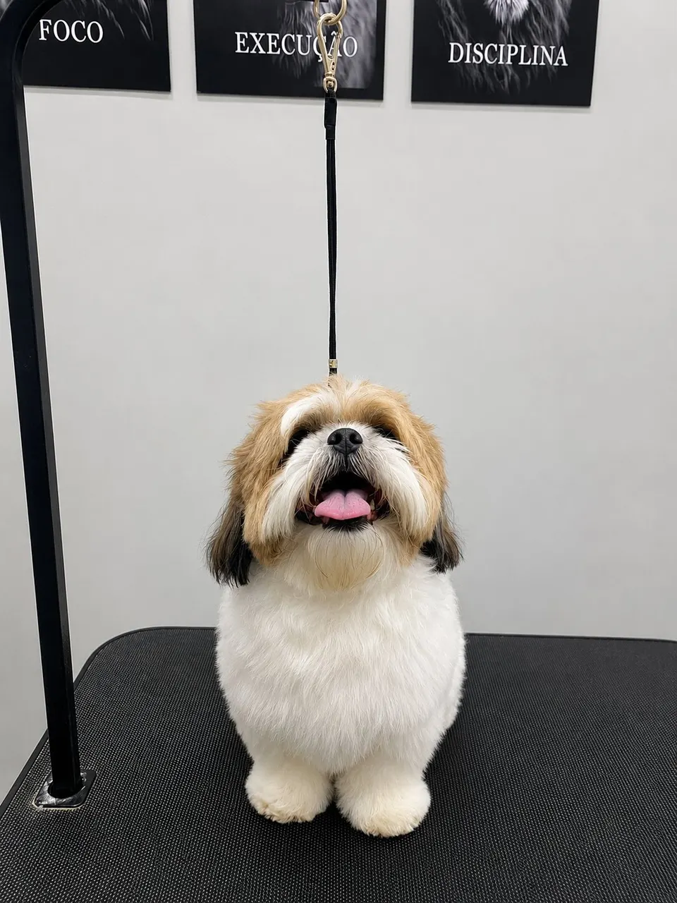 Cão de pelagem branca e marrom, com rosto arredondado pela tosa, sorrindo