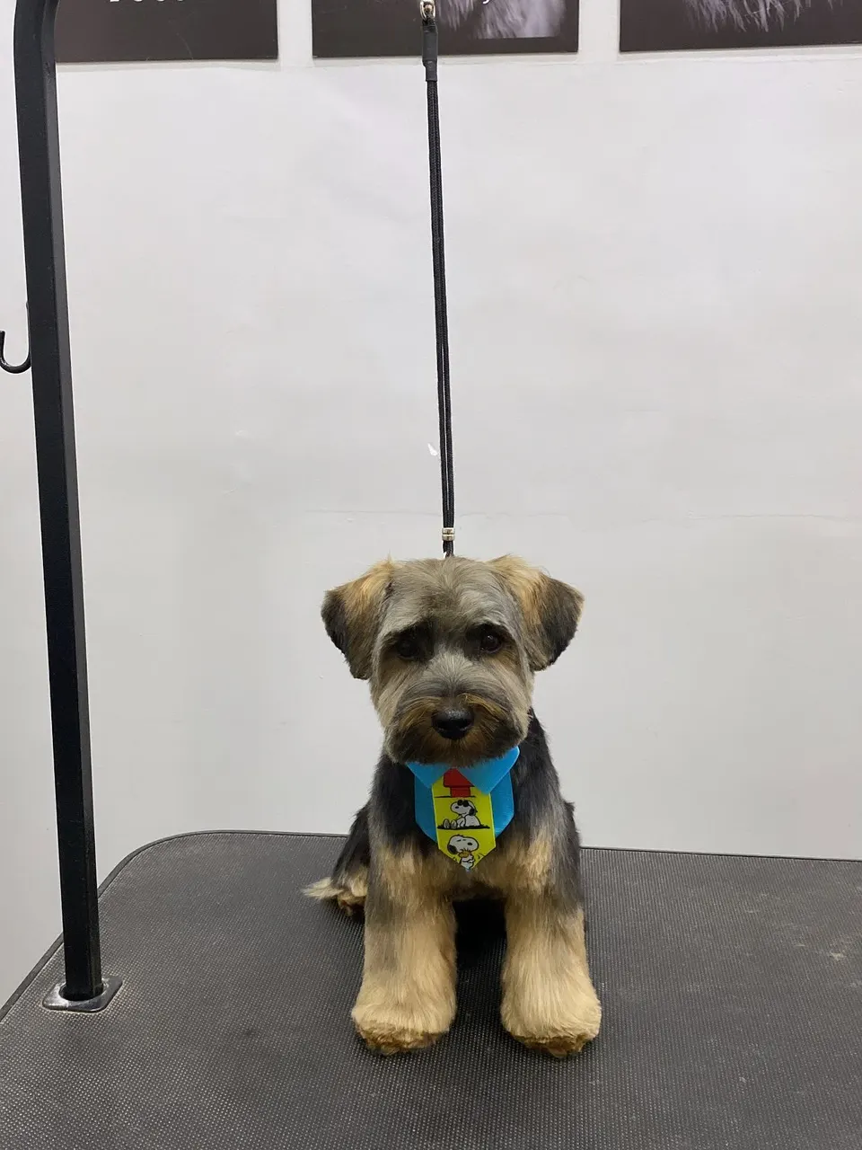 Cãozinho de pelagem preta e dourada com bandana azul, sentado na mesa