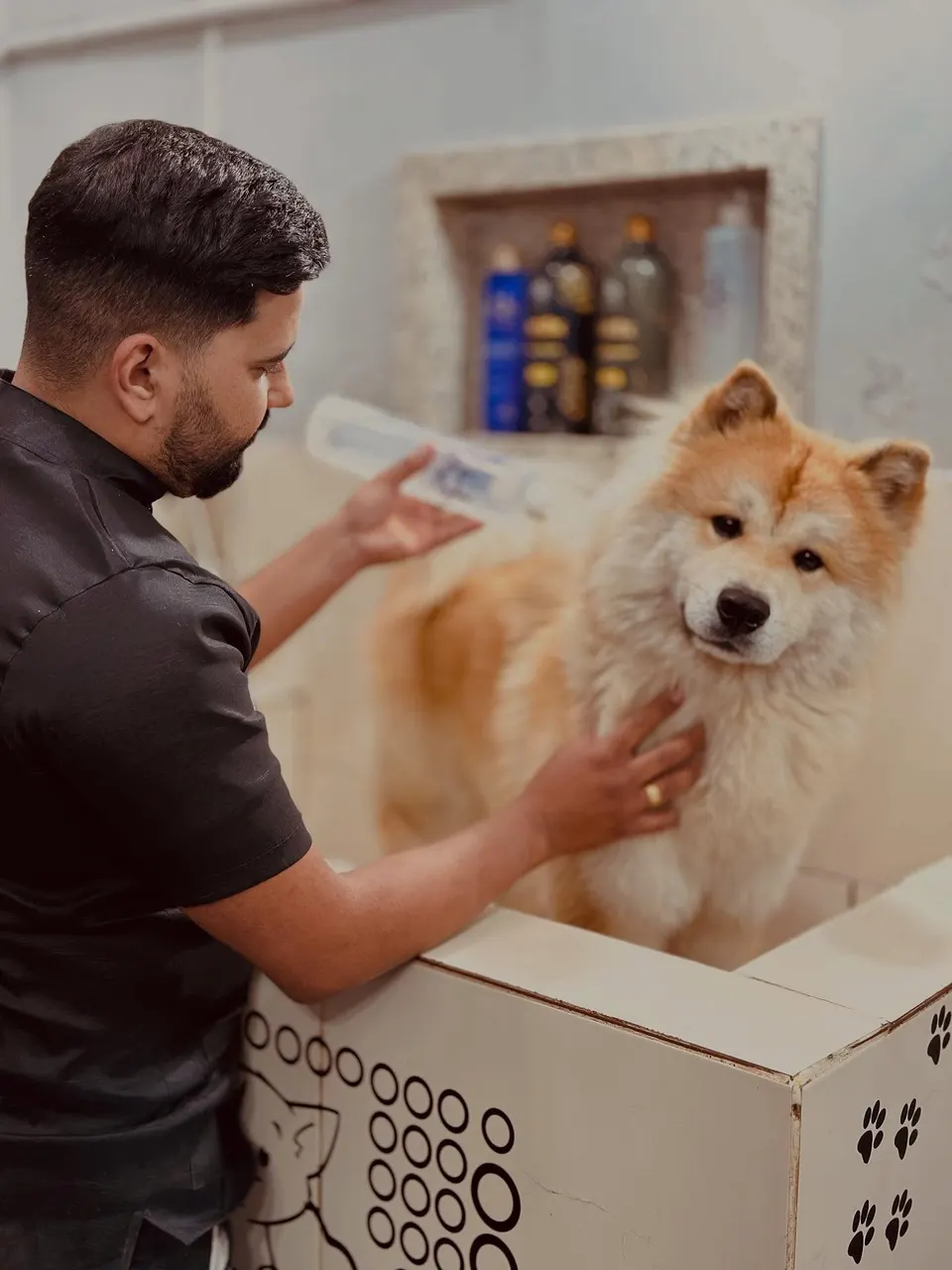Profissional da DL dando banho em um cão de pelagem caramelo na banheira