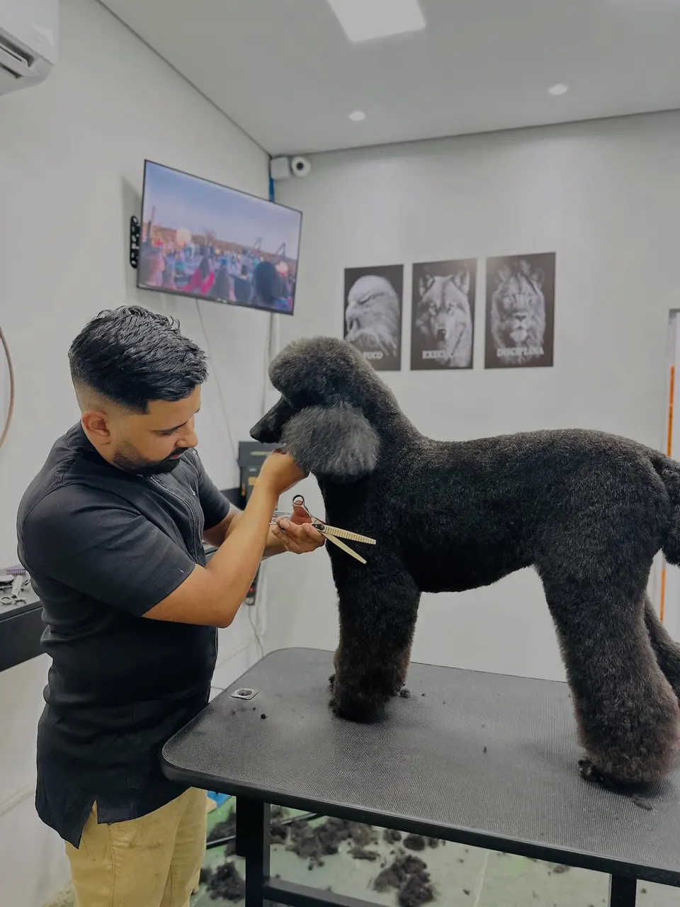 Profissional tosando com tesoura um poodle preto sobre a mesa de estética